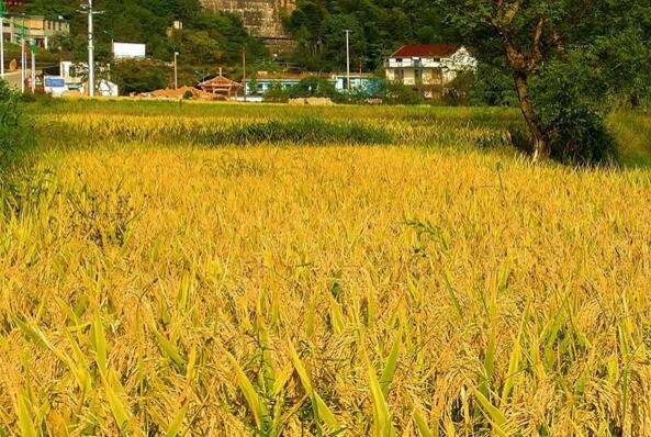 未來(lái)生物農(nóng)藥不可小覷